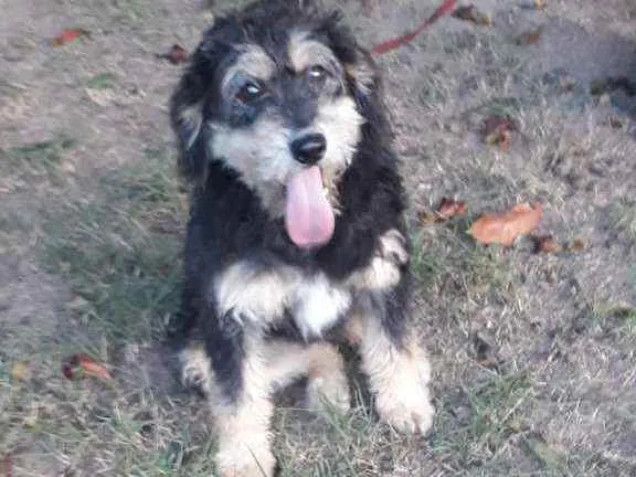 Cachorro raça SRD idade 7 a 11 meses nome Hope