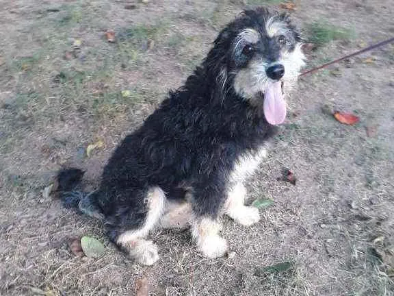 Cachorro raça SRD idade 7 a 11 meses nome Hope