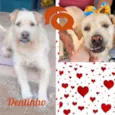 Dentinho