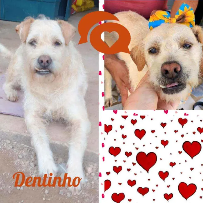Cachorro raça SRD idade 4 anos nome Dentinho