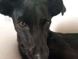 Cachorro raça Sem Raça Definida idade 5 anos nome Kily