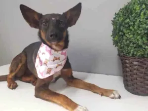 Cachorro raça SRD idade 7 a 11 meses nome Herminone 