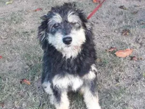 Cachorro raça SRD idade 7 a 11 meses nome Hope