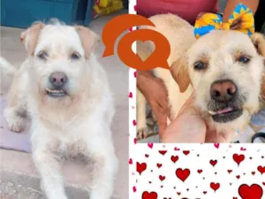 Cachorro raça SRD idade 4 anos nome Dentinho