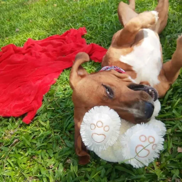 Cachorro ra a  idade 1 ano nome Felipe 