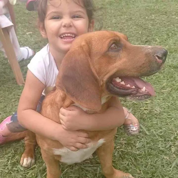 Cachorro ra a  idade 1 ano nome Felipe 