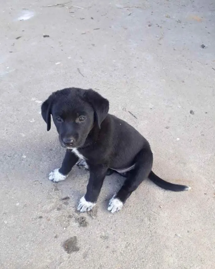 Cachorro ra a  idade 2 a 6 meses nome Não sei 