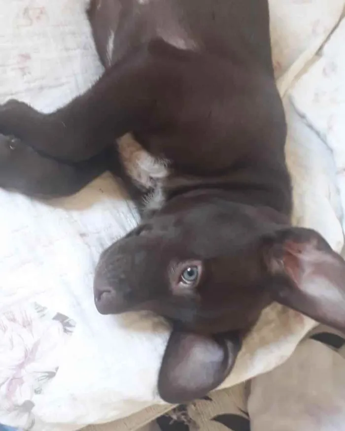 Cachorro ra a  idade 2 a 6 meses nome Não sei 