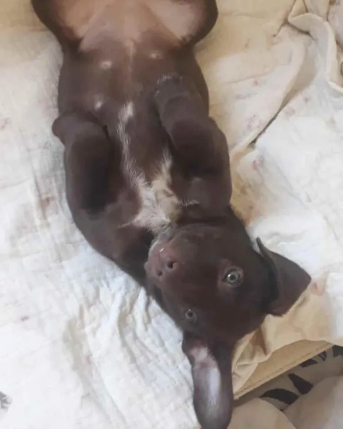 Cachorro ra a  idade 2 a 6 meses nome Não sei 