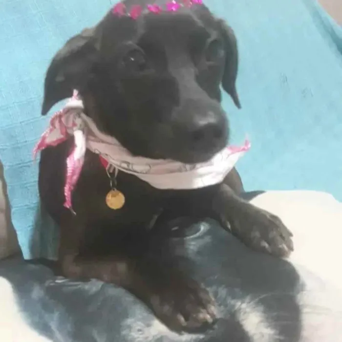 Cachorro ra a  idade 7 a 11 meses nome Pandora 