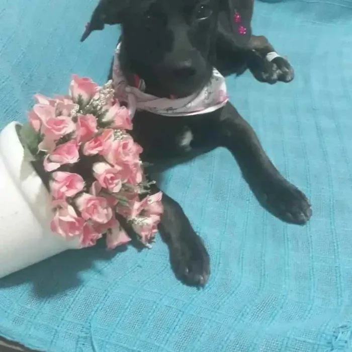 Cachorro ra a  idade 7 a 11 meses nome Pandora 