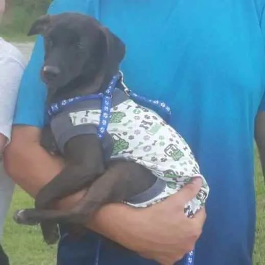 Cachorro ra a  idade 7 a 11 meses nome Pandora 