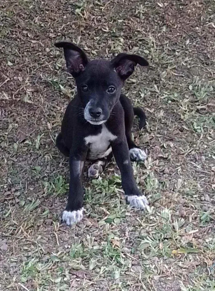 Cachorro raça Srd idade 2 a 6 meses nome Black