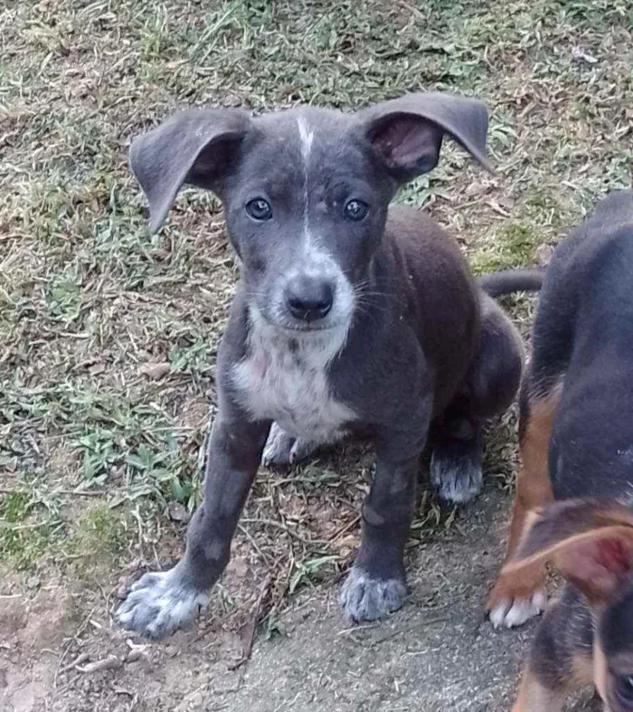 Cachorro raça Srd idade 2 a 6 meses nome Docinho