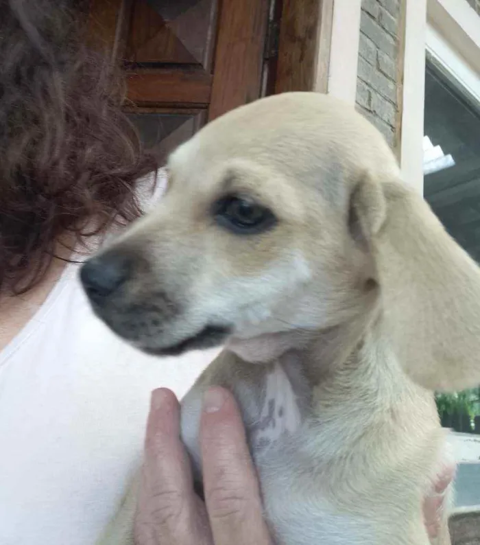 Cachorro raça Srd idade 2 a 6 meses nome Luna