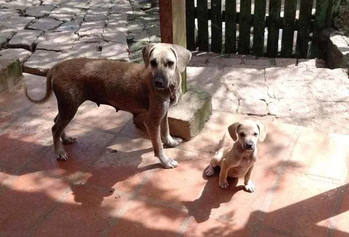 Cachorro raça Srd idade 2 a 6 meses nome Luna