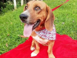 Cachorro raça  idade 1 ano nome Felipe 