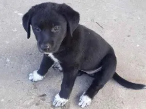 Cachorro raça  idade 2 a 6 meses nome Não sei 