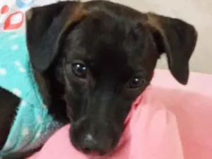 Cachorro raça  idade 7 a 11 meses nome Pandora 