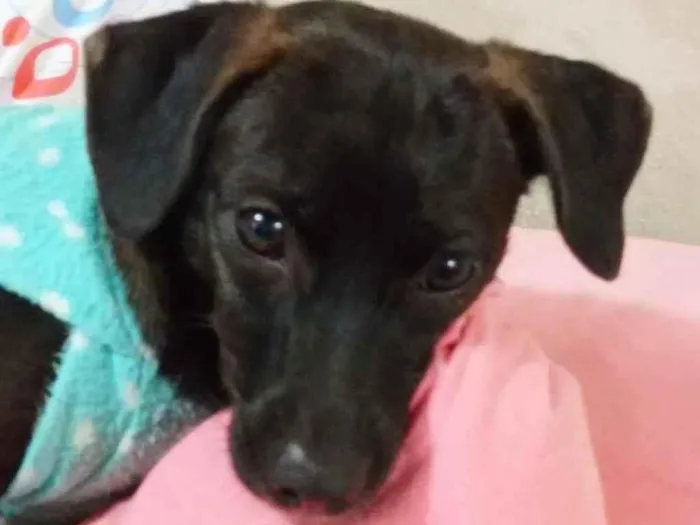 Cachorro ra a  idade 7 a 11 meses nome Pandora 