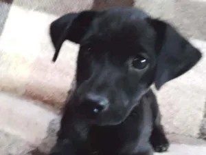 Cachorro ra a Srd idade 2 a 6 meses nome Ted