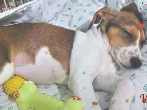 Cachorro raça SRD (mestiço de beagle) idade 2 a 6 meses nome Woody