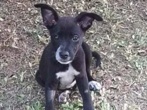 Cachorro raça Srd idade 2 a 6 meses nome Black