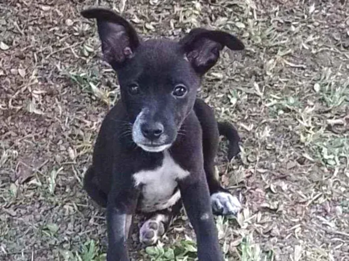 Cachorro raça Srd idade 2 a 6 meses nome Black