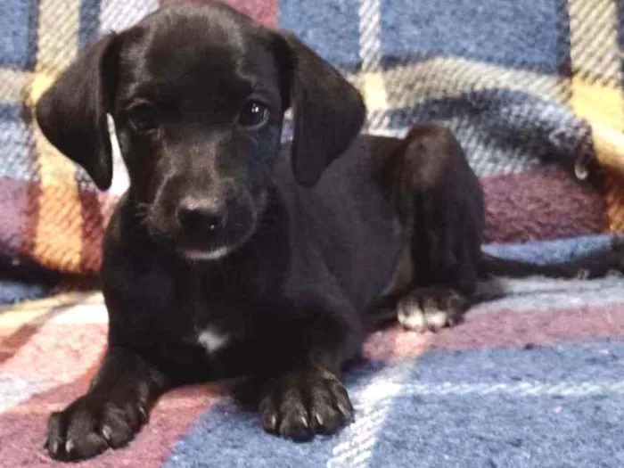 Cachorro raça Srd idade 2 a 6 meses nome Lili