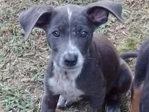 Cachorro raça Srd idade 2 a 6 meses nome Docinho