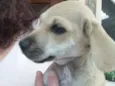 Cachorro raça Srd idade 2 a 6 meses nome Luna