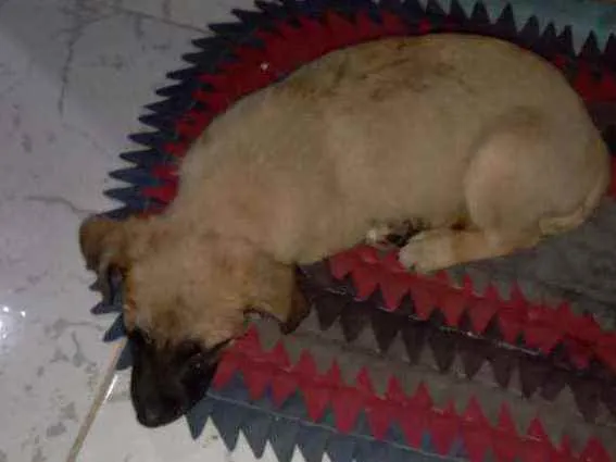 Cachorro ra a Não sabemos  idade 2 a 6 meses nome Mel