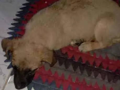 Cachorro ra a Não sabemos  idade 2 a 6 meses nome Mel