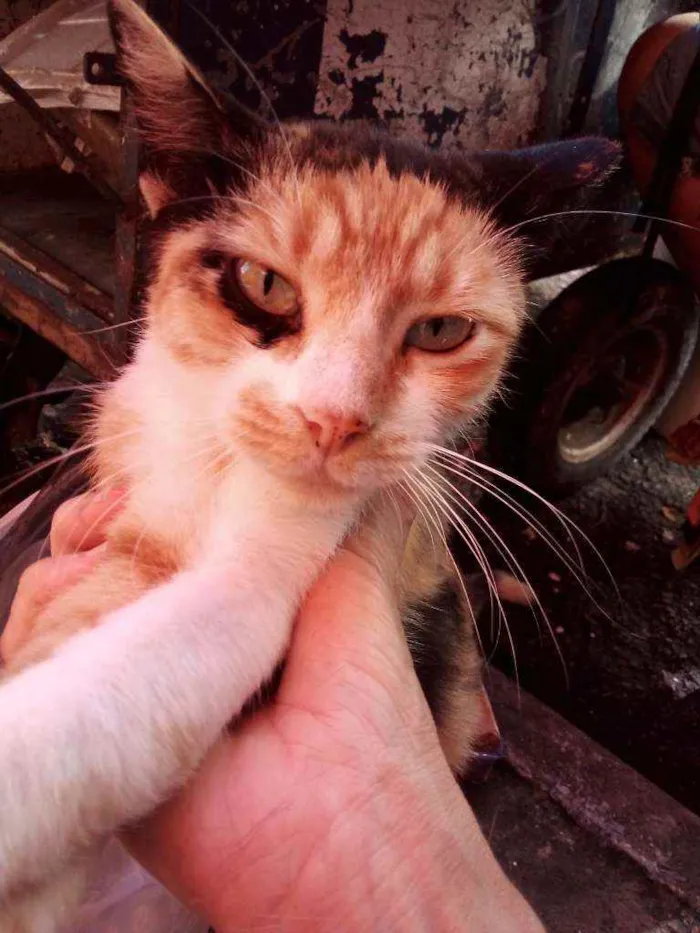 Gato ra a SRD idade 2 anos nome Letícia