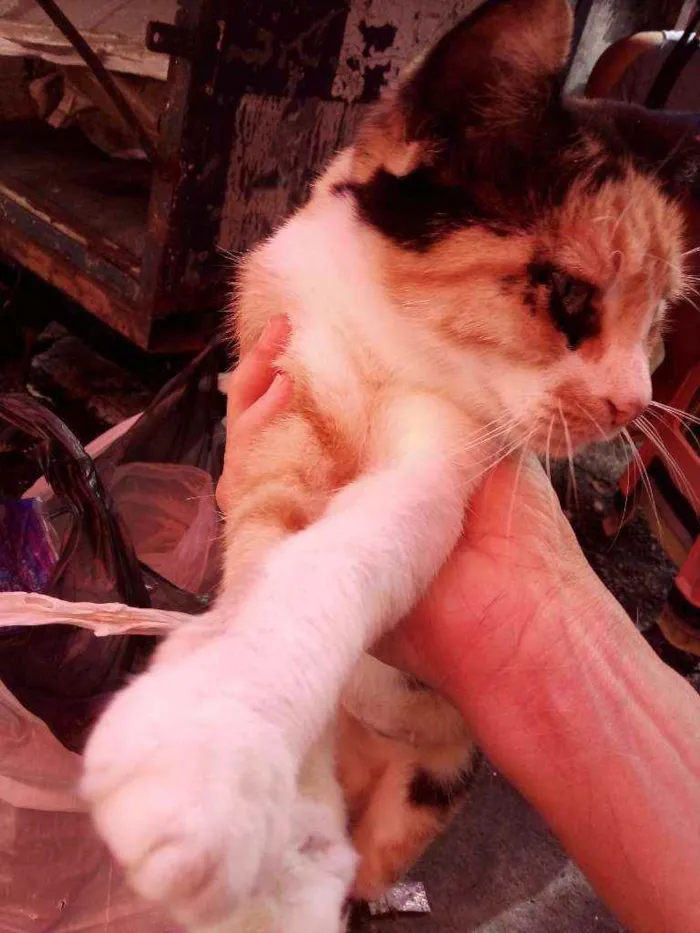 Gato ra a SRD idade 2 anos nome Letícia