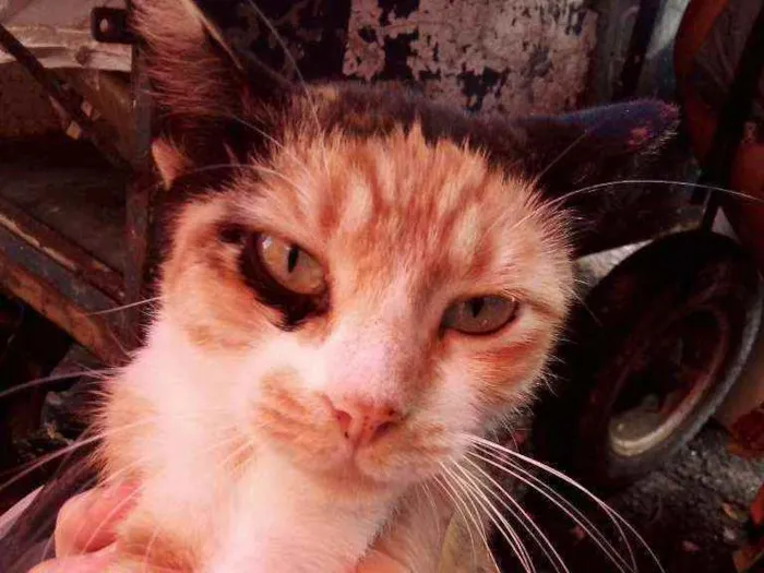 Gato ra a SRD idade 2 anos nome Letícia