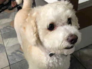 Cachorro raça Poodle  idade 5 anos nome Marley
