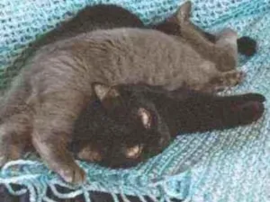 Gato raça Srd idade 2 anos nome Beemo e Bone