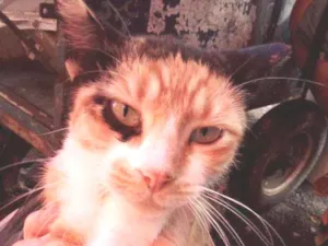 Gato raça SRD idade 2 anos nome Letícia
