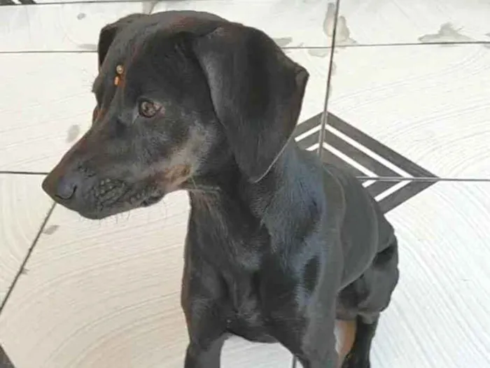 Cachorro ra a Vira lata idade 2 anos nome Luna