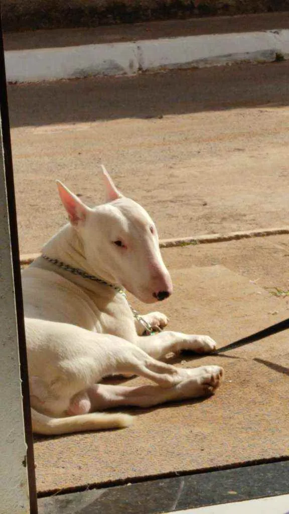 Cachorro ra a BULL TERRIER idade 3 anos nome THOR