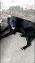 Pretinha