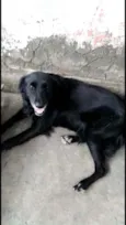 Pretinha