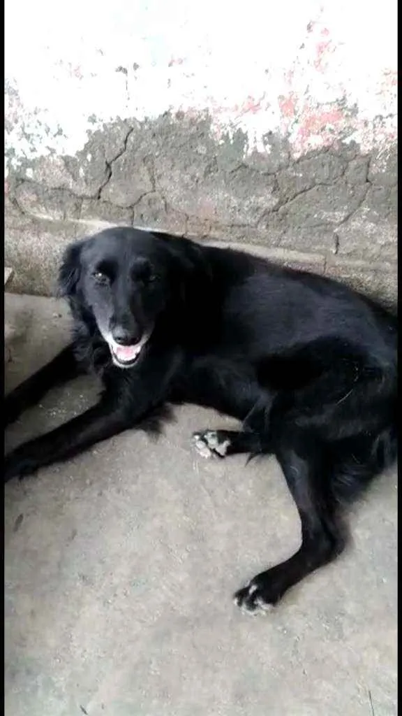 Cachorro ra a SRD idade 1 ano nome Pretinha