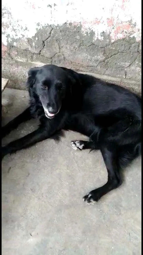 Cachorro ra a SRD idade 1 ano nome Pretinha