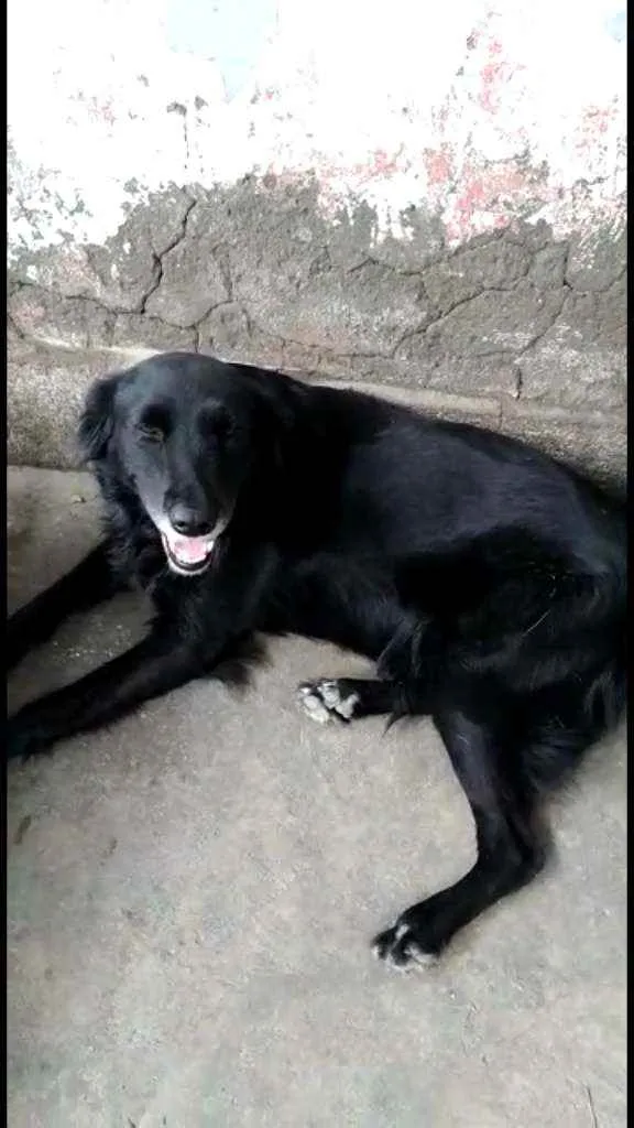 Cachorro ra a SRD idade 1 ano nome Pretinha