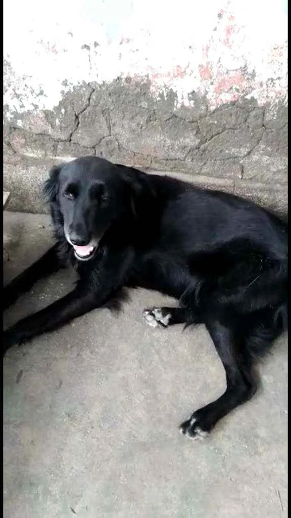 Cachorro ra a SRD idade 1 ano nome Pretinha