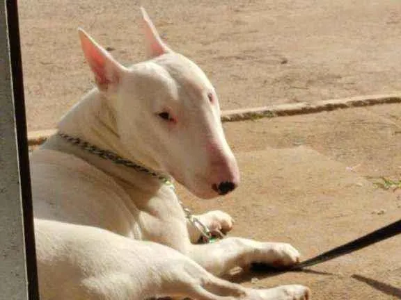 Cachorro ra a BULL TERRIER idade 3 anos nome THOR