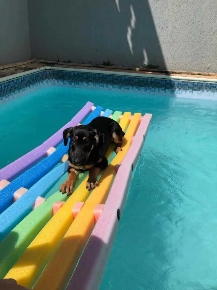 Cachorro ra a vira lata idade 2 a 6 meses nome star