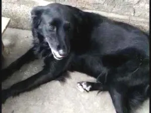 Cachorro raça SRD idade 1 ano nome Pretinha